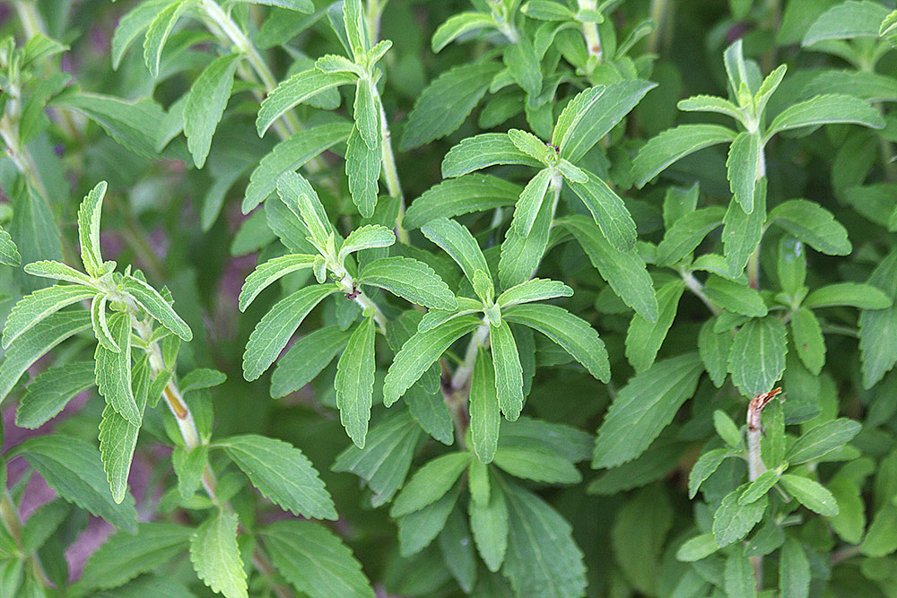 Planta de Stevia